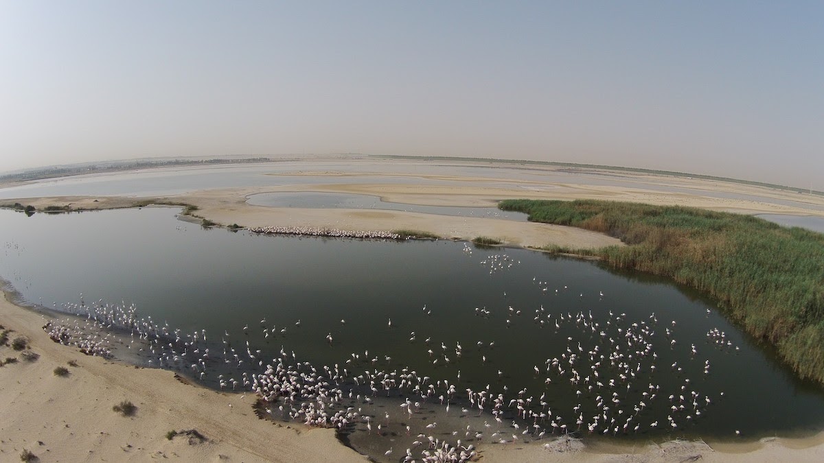 Al Wathba Wetland Reserve Bolsters Habitats with New Initiative